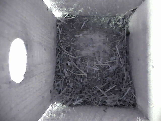 Birdcam snapshot